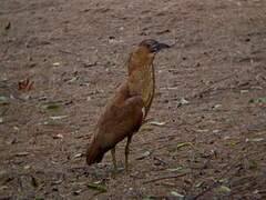 Malayan Night Heron