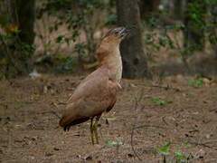 Malayan Night Heron