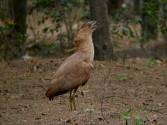 Malayan Night Heron