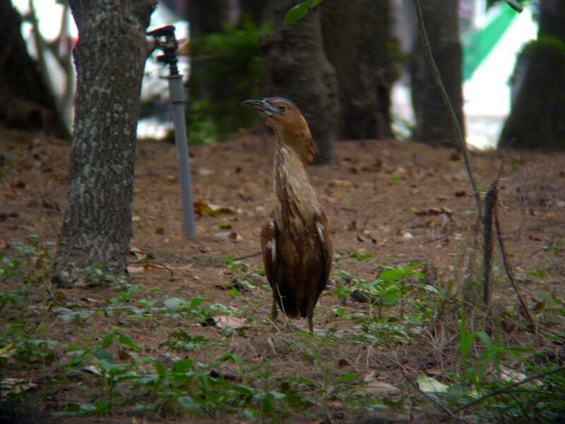 Malayan Night Heron