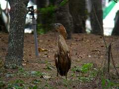 Malayan Night Heron