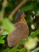 Malayan Night Heron