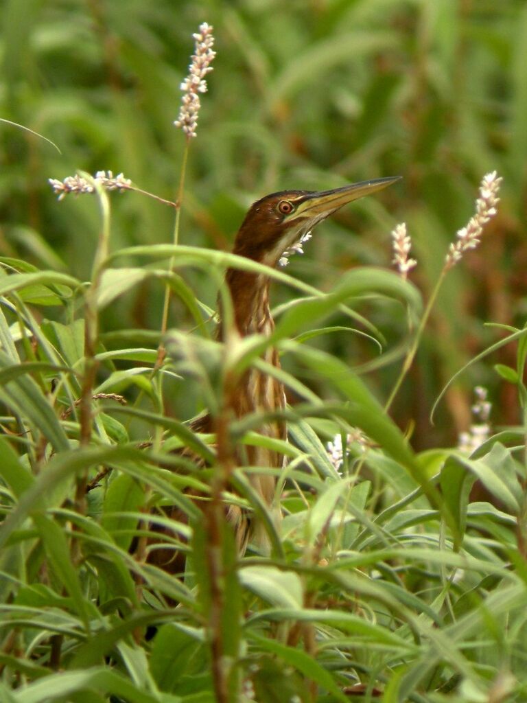 Little Bittern female adult