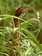 Little Bittern