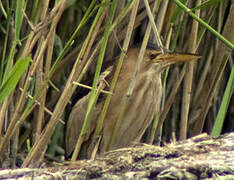 Little Bittern