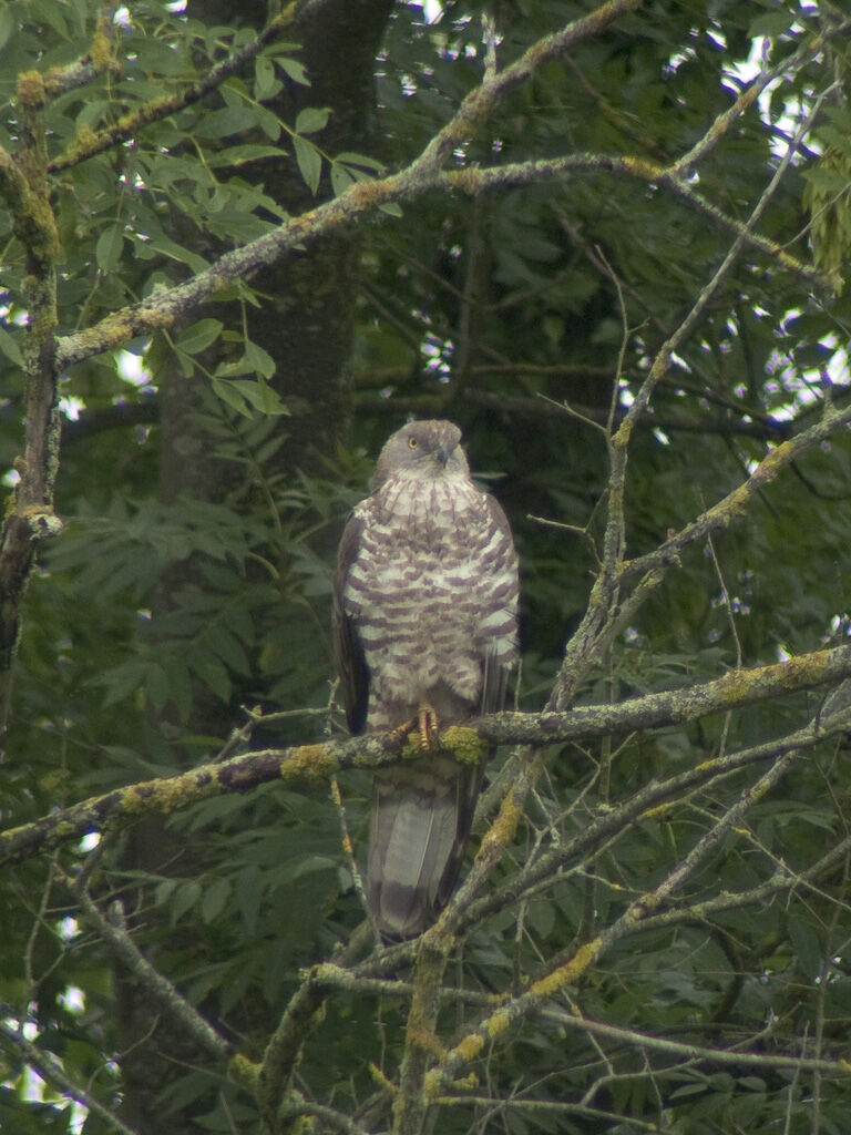 European Honey Buzzard male adult breeding, Behaviour