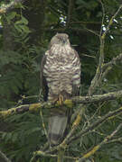 European Honey Buzzard