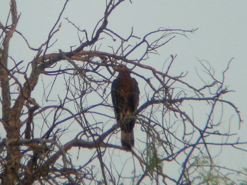 Crested Honey Buzzard male adult