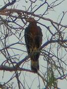 Crested Honey Buzzard