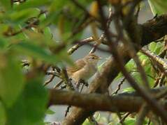 Manchurian Bush Warbler