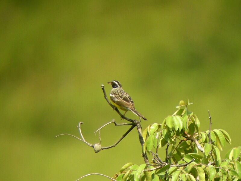 Cabanis's Bunting male adult breeding, identification, song