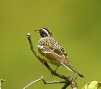 Cabanis's Bunting