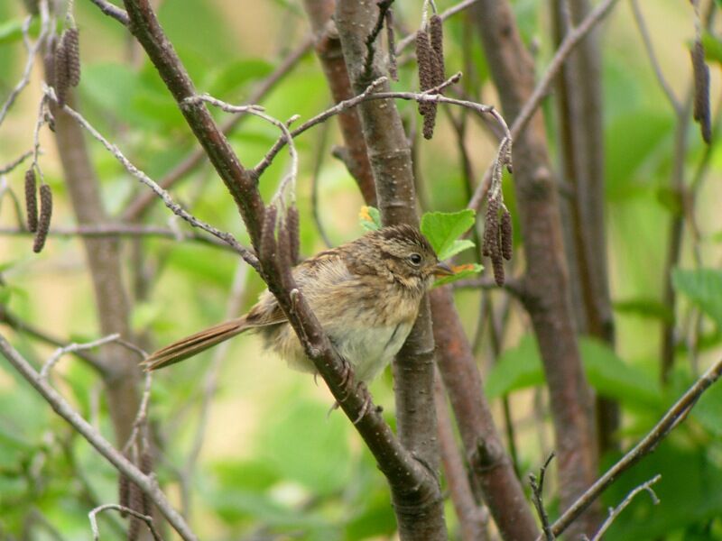 Swamp Sparrowimmature