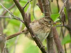 Swamp Sparrow