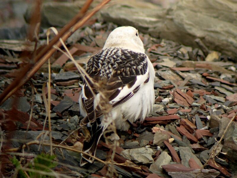 Snow Bunting male adult post breeding