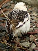 Snow Bunting