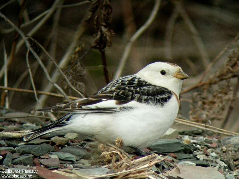 Snow Bunting male adult post breeding, identification