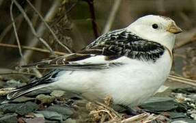 Bruant des neiges