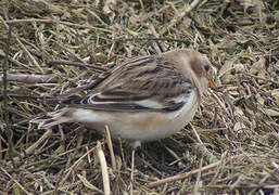 Snow Bunting