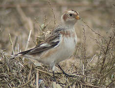 Snow Bunting