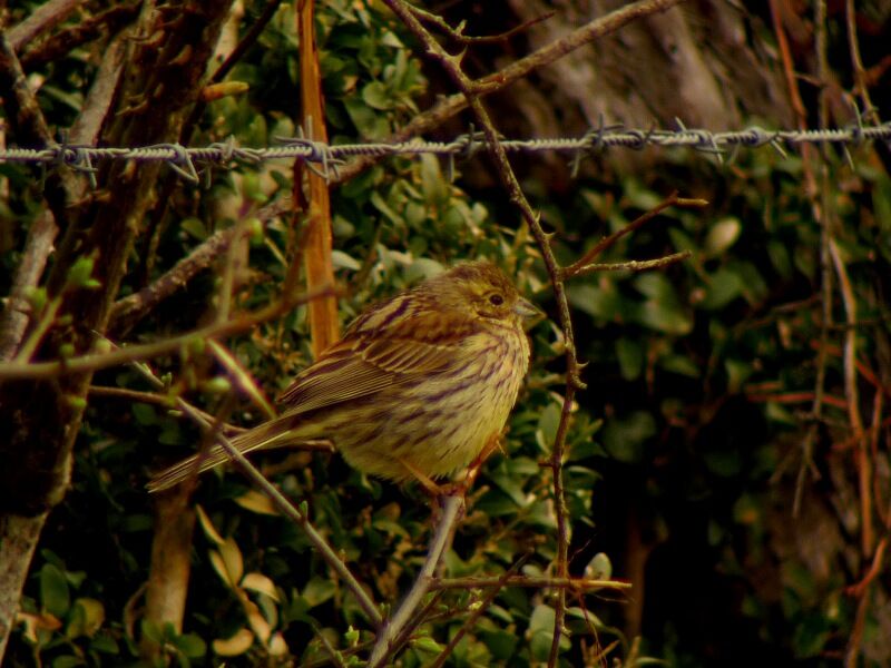 Yellowhammer female adult breeding, identification