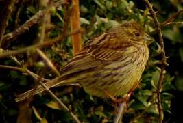 Yellowhammer