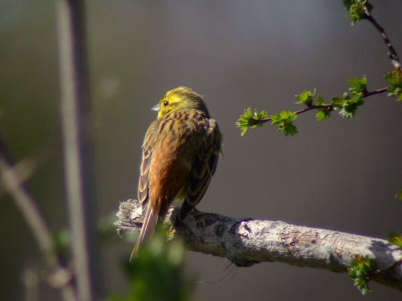 Yellowhammer male adult breeding