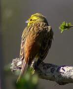 Yellowhammer