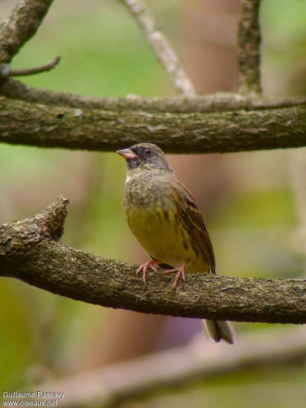 Black-faced Bunting male adult post breeding, identification