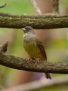 Black-faced Bunting