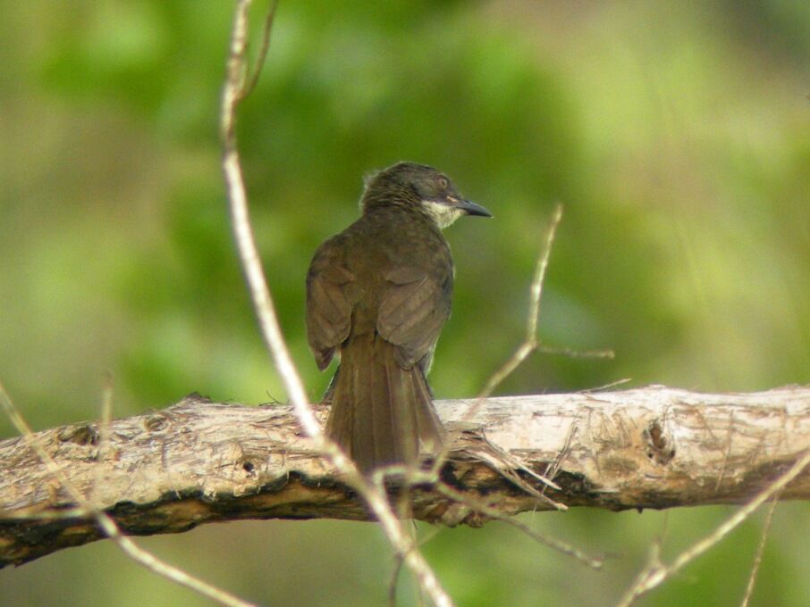 Bulbul à gorge claire1ère année