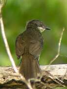 Yellow-throated Leaflove