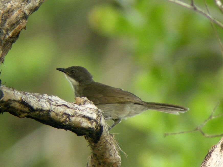 Bulbul à gorge clairejuvénile