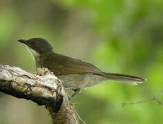 Yellow-throated Leaflove