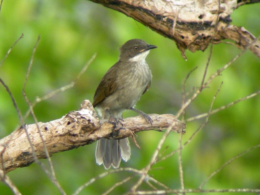 Bulbul à gorge claire1ère année