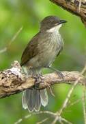 Yellow-throated Leaflove