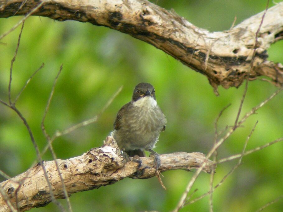 Bulbul à gorge claire1ère année