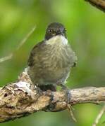 Yellow-throated Leaflove