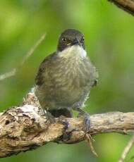 Bulbul à gorge claire