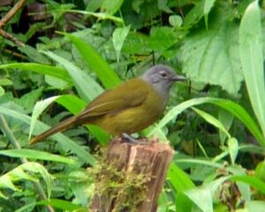 Bulbul à gorge grise