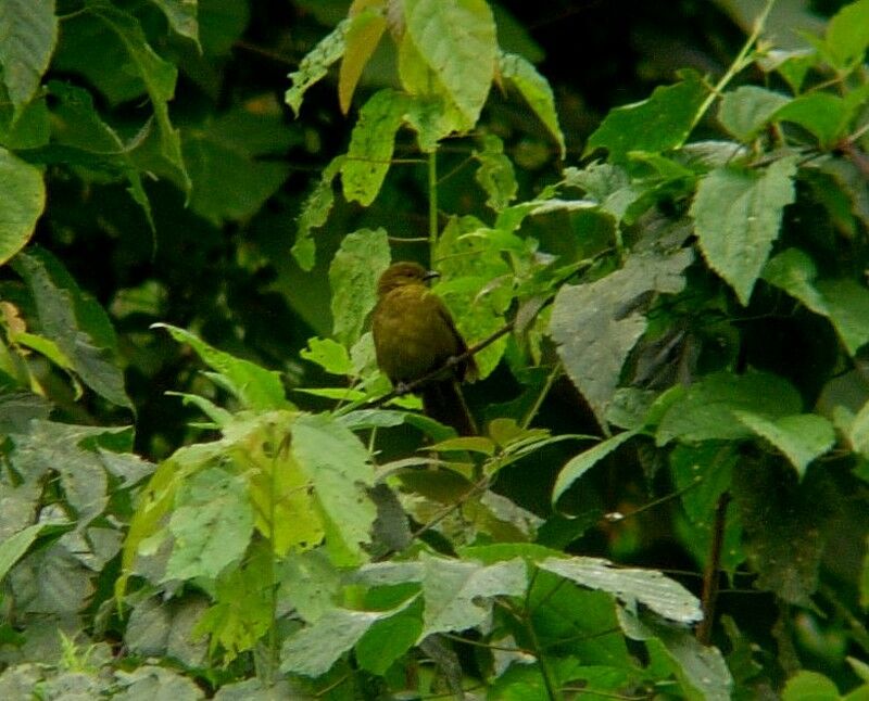 Cameroon Greenbuladult