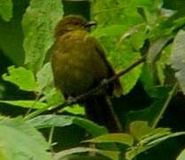 Cameroon Greenbul