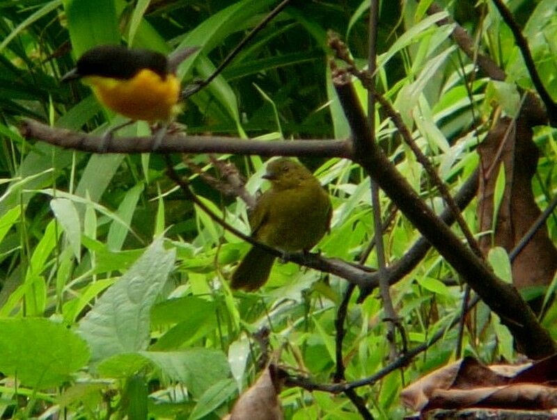 Cameroon Greenbuladult