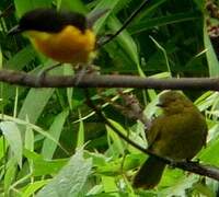 Cameroon Greenbul