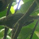 Bulbul curvirostre