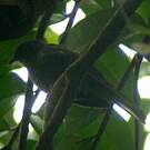Bulbul curvirostre