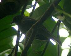 Plain Greenbul