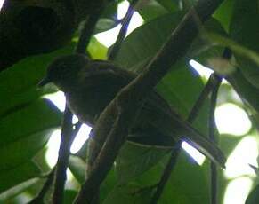 Bulbul curvirostre