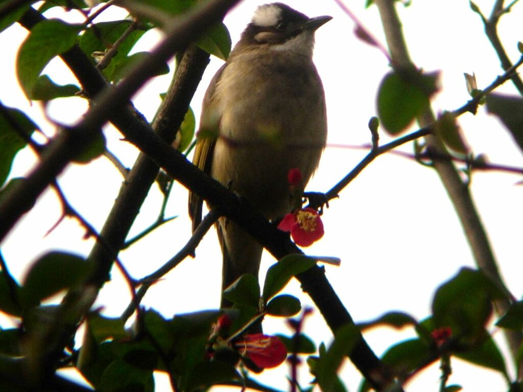 Light-vented Bulbul