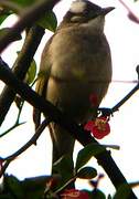 Light-vented Bulbul